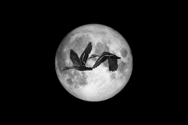 Moonlit Creations